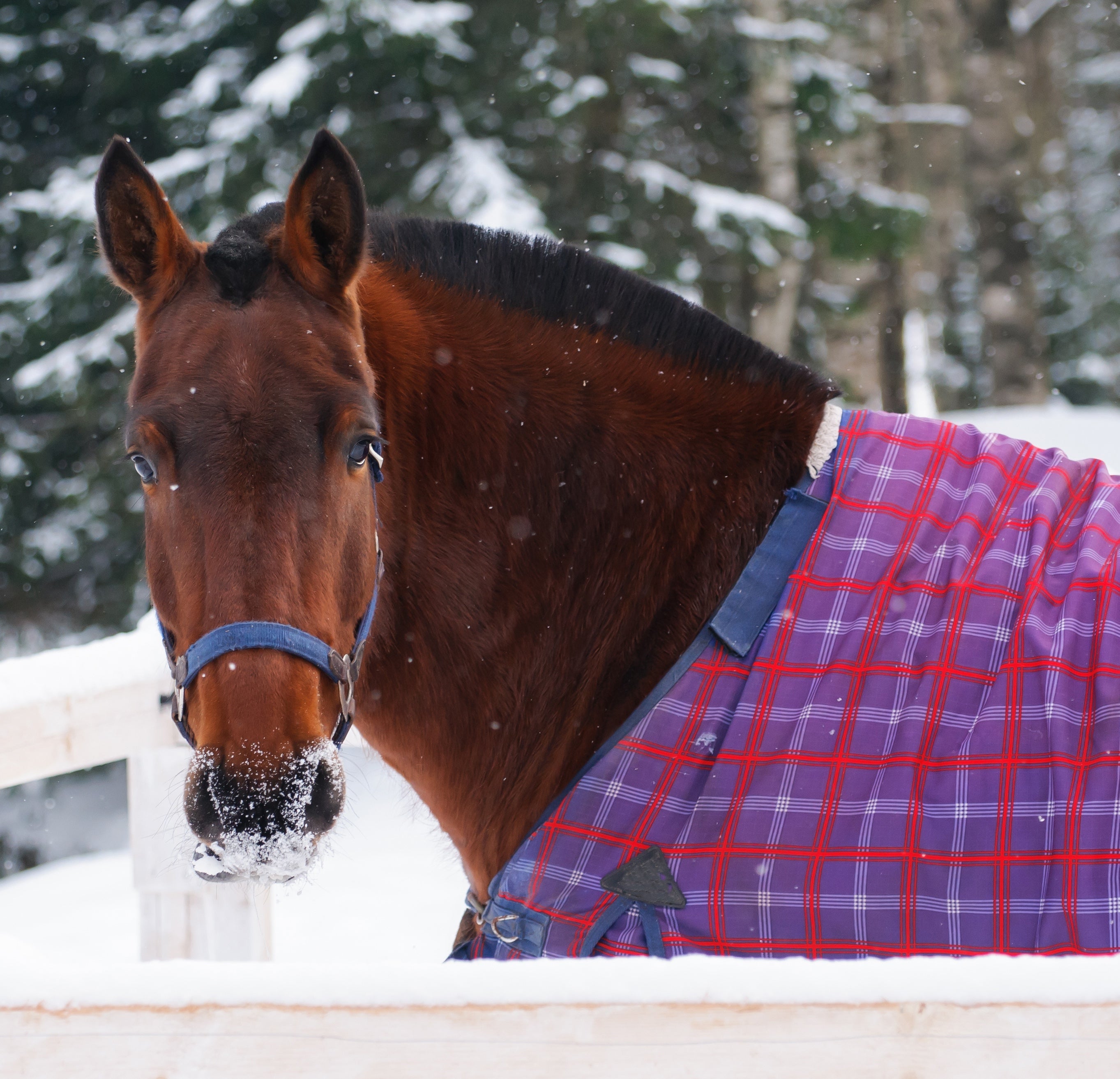 Horse Sheets & Blankets