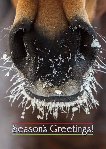 Horse Boxed Christmas Cards | Frosty Muzzle | 8 Holiday