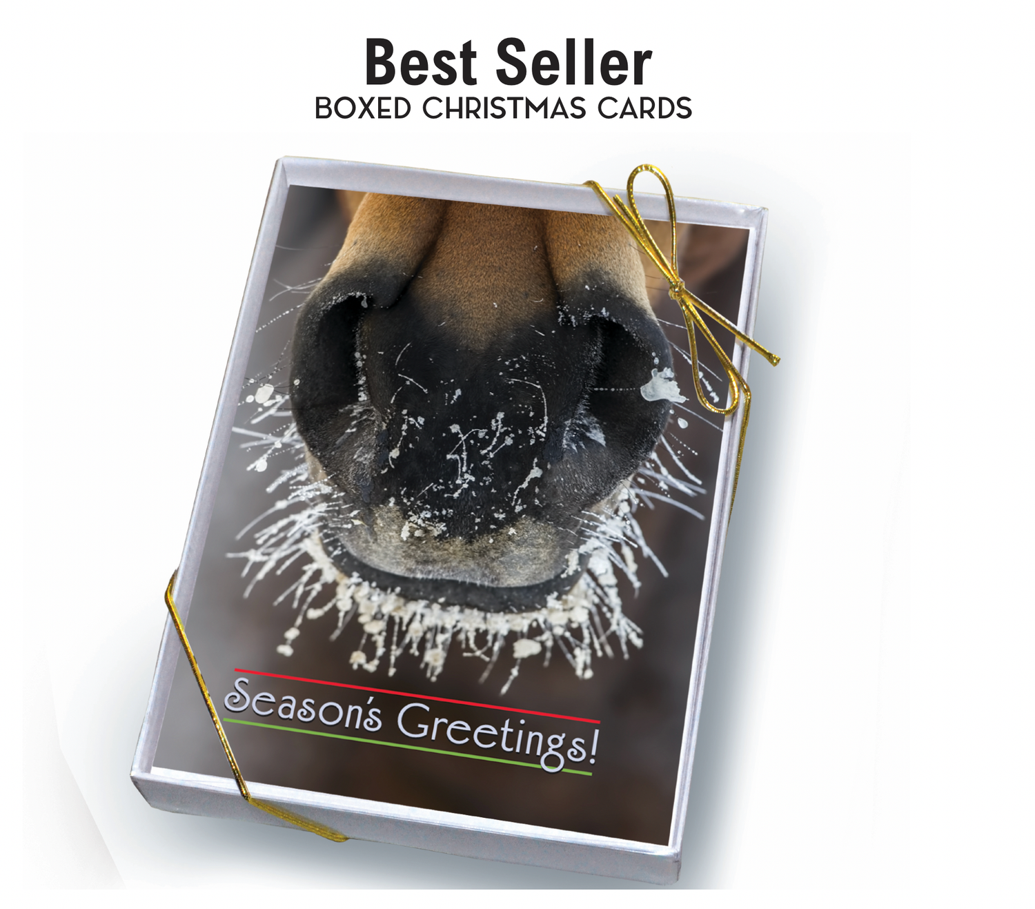 Horse Boxed Christmas Cards | Frosty Muzzle | 8 Holiday