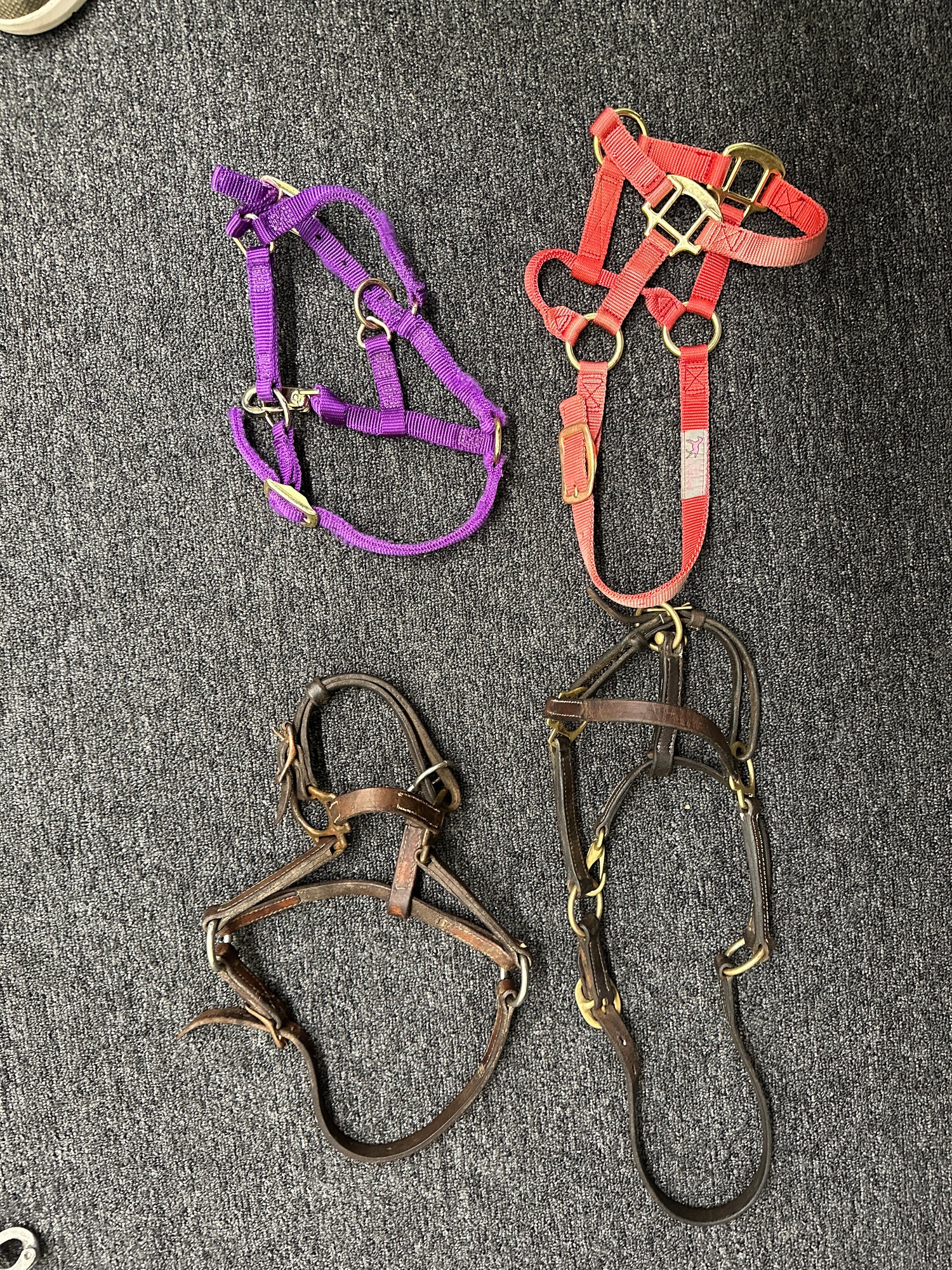 assorted foal halters