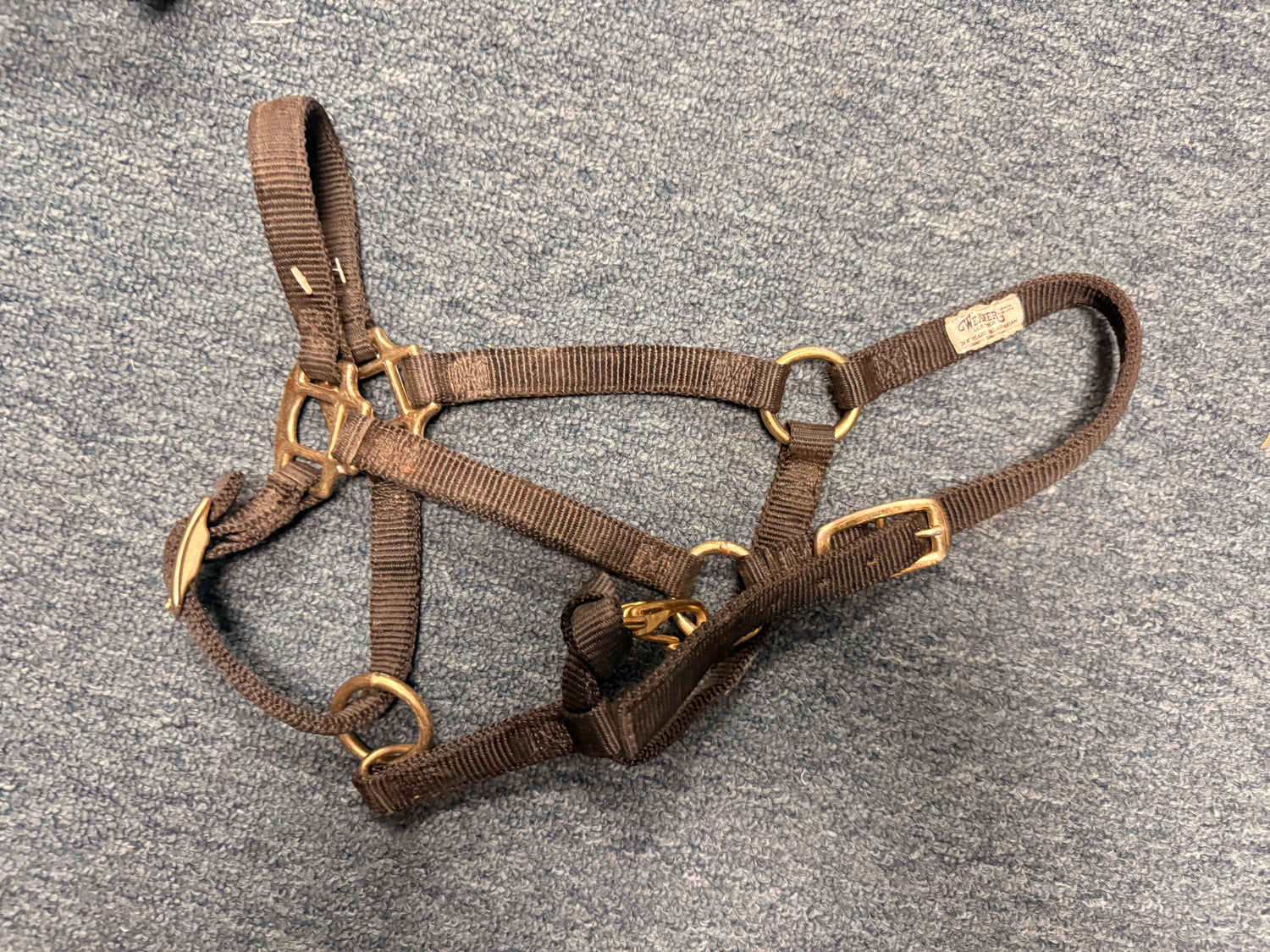 Black Yearling halter