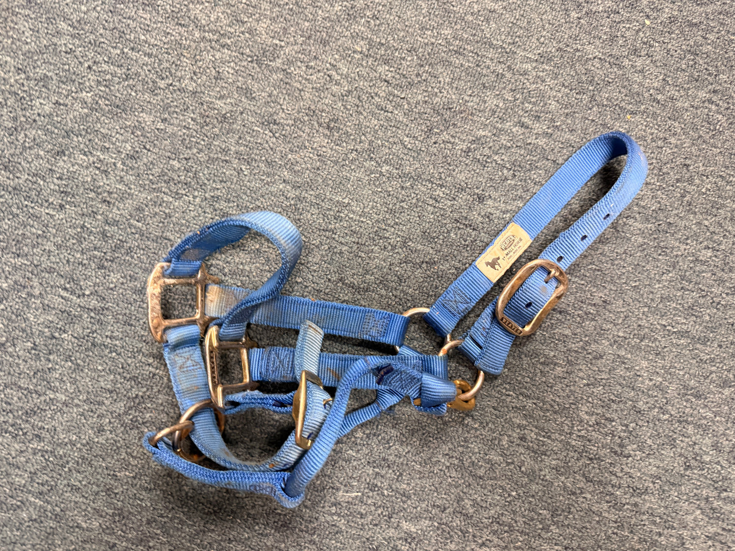 Blue Small Horse nylon halter