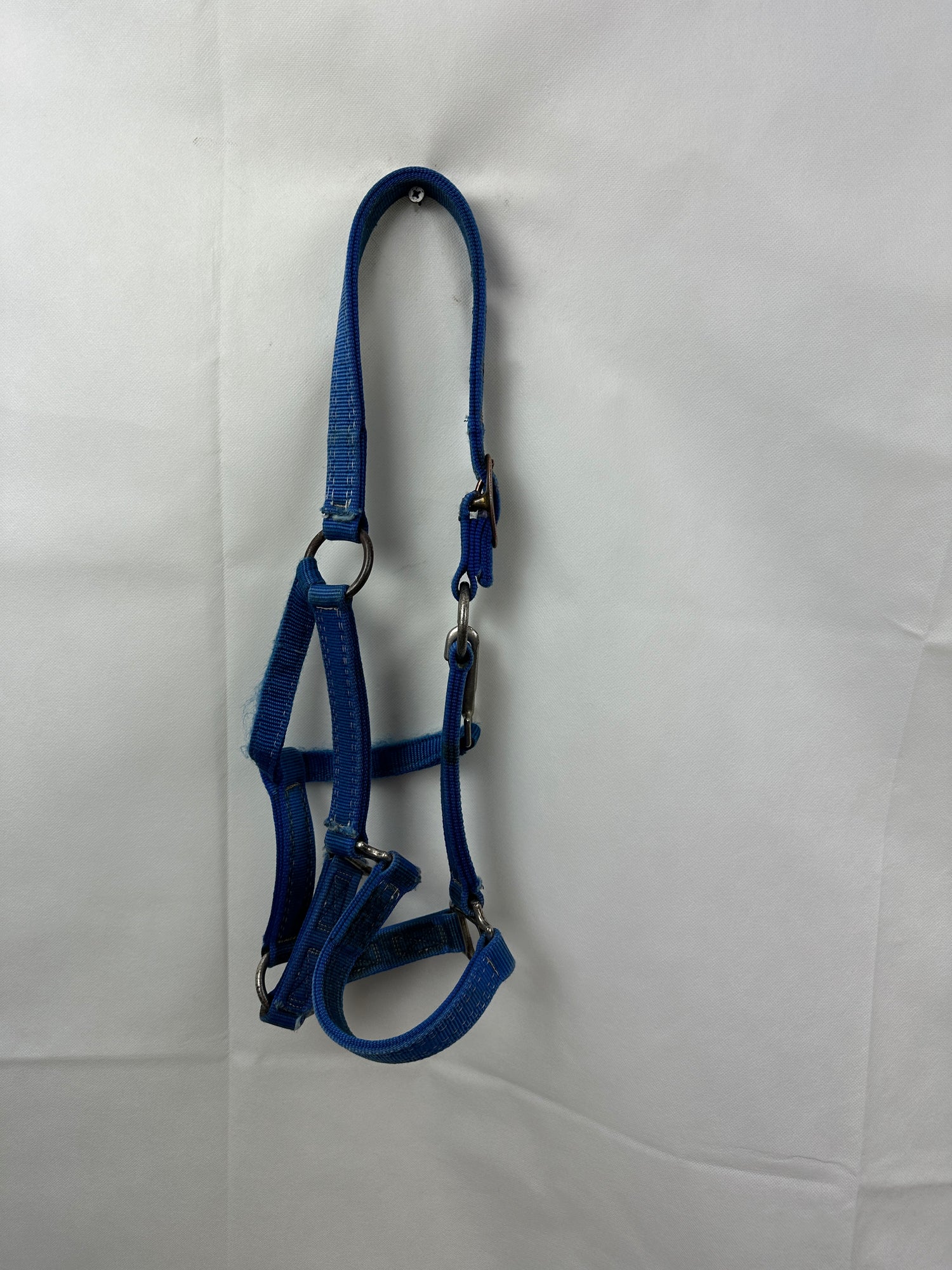 Blue Horse Halter