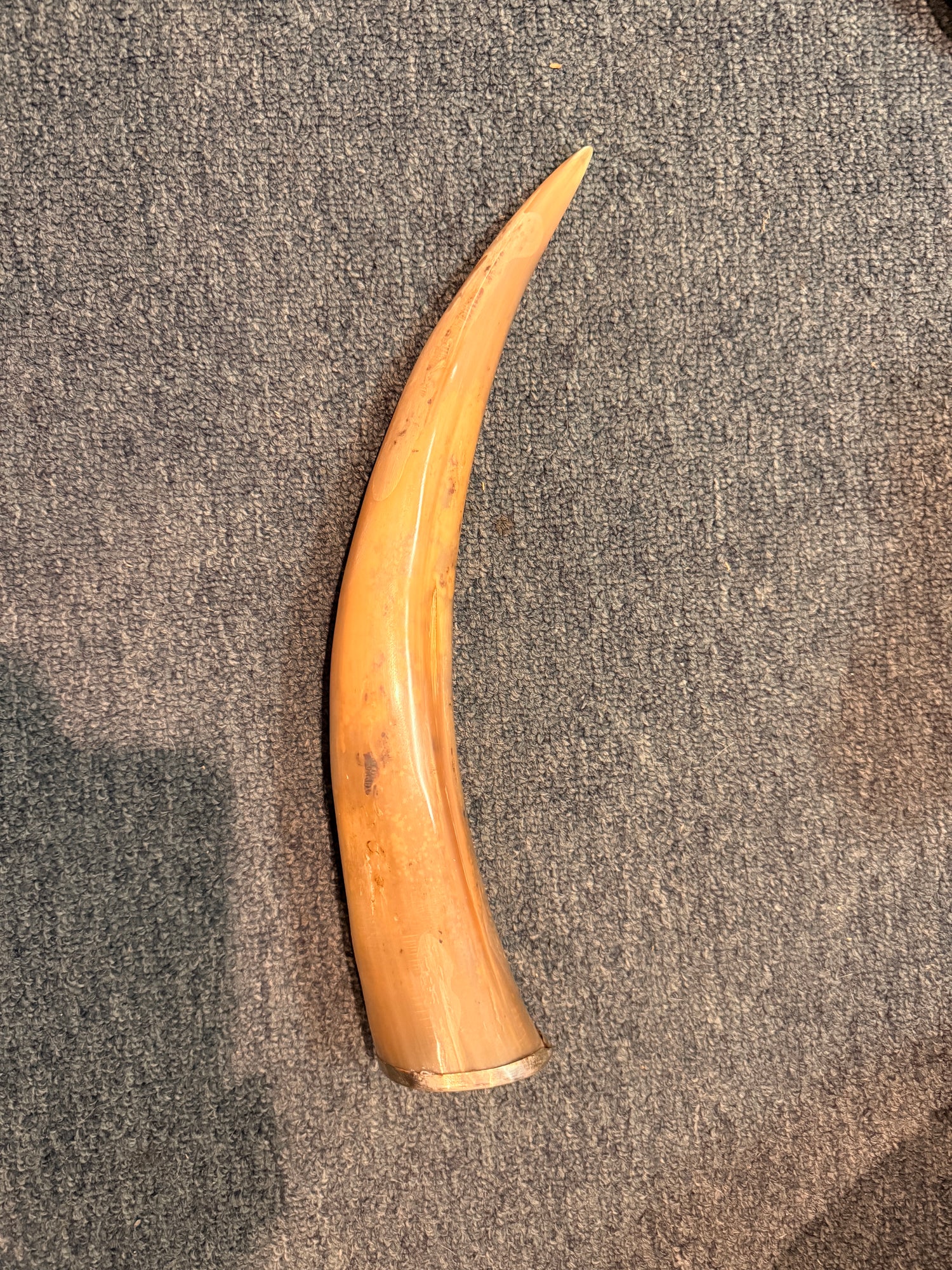 Silver capped bulls horn