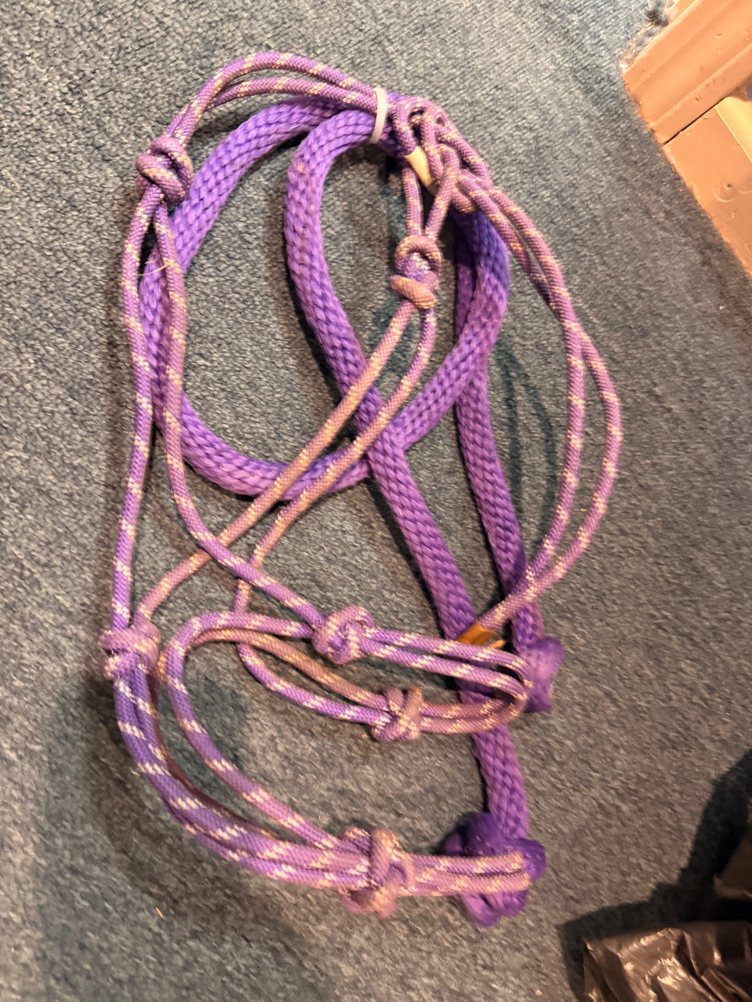 Purple rope halter and lead rope