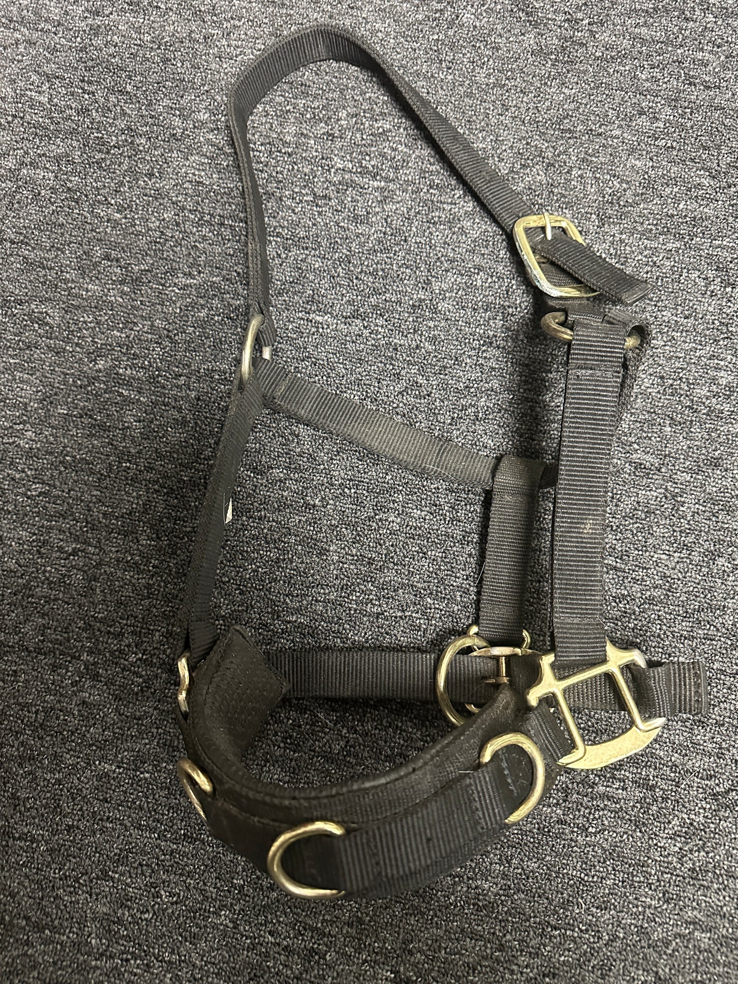 Cob Lunging Halter